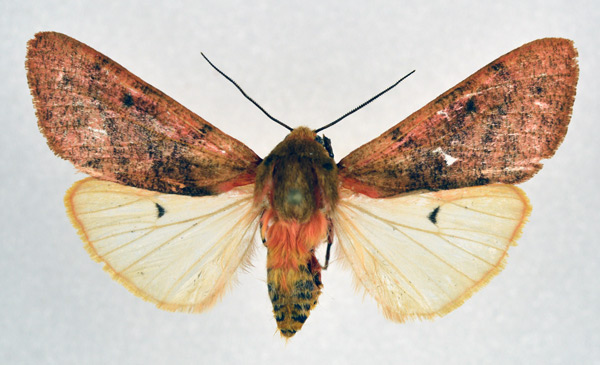 /filer/webapps/moths/media/images/C/clara_Teracotona_AM_NHMO_01.jpg