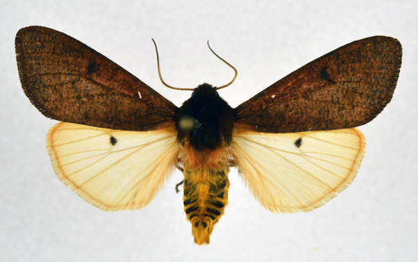/filer/webapps/moths/media/images/C/clara_Teracotona_AM_NHMO_02.jpg