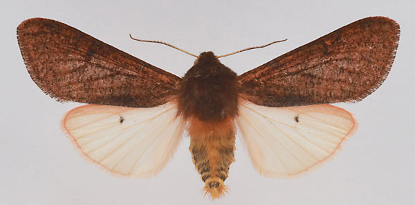 /filer/webapps/moths/media/images/C/clara_Teracotona_AM_deFreina.jpg