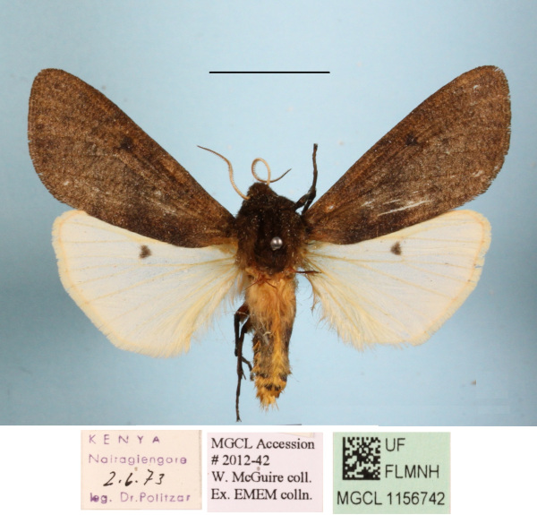 /filer/webapps/moths/media/images/C/clara_Teracotona_A_MGCLa_01.JPG