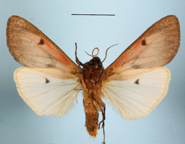 /filer/webapps/moths/media/images/C/clara_Teracotona_A_MGCLb_01.JPG