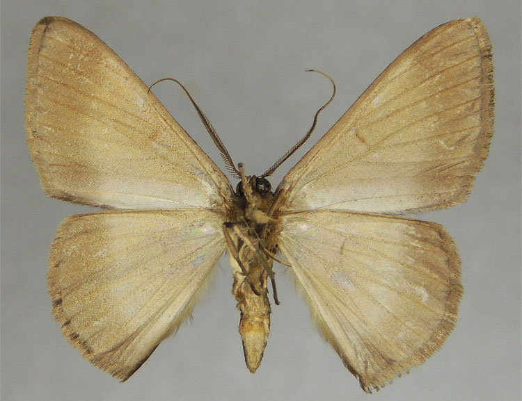 /filer/webapps/moths/media/images/C/clarapicata_Pycnostega_HT_ZSMb.jpg