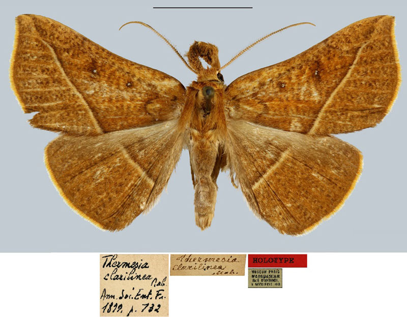 /filer/webapps/moths/media/images/C/clarilinea_Thermesia_HT_MNHN.jpg