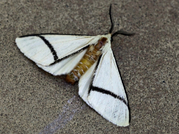 /filer/webapps/moths/media/images/C/clarilla_Epanaphe_A_Voaden.JPG