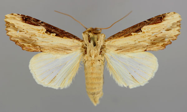 /filer/webapps/moths/media/images/C/clarinota_Neostichtis_A_RMCA_01.jpg