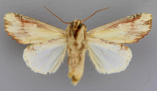 /filer/webapps/moths/media/images/C/clarinota_Neostichtis_A_RMCA_02.jpg