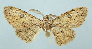 /filer/webapps/moths/media/images/C/clarior_Orbamia_HT_ZSMa.jpg