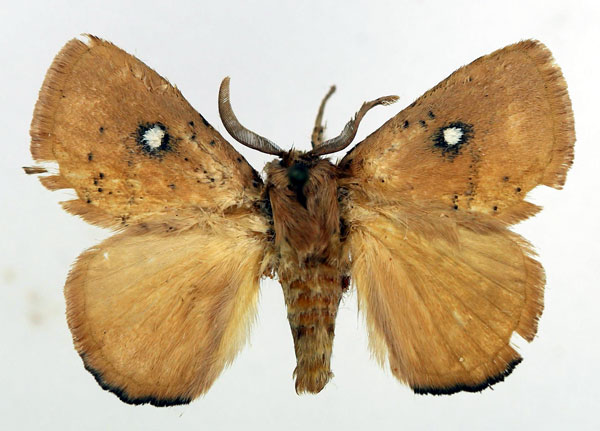 /filer/webapps/moths/media/images/C/clarissa_Hamartia_AM_Basquin_01.jpg