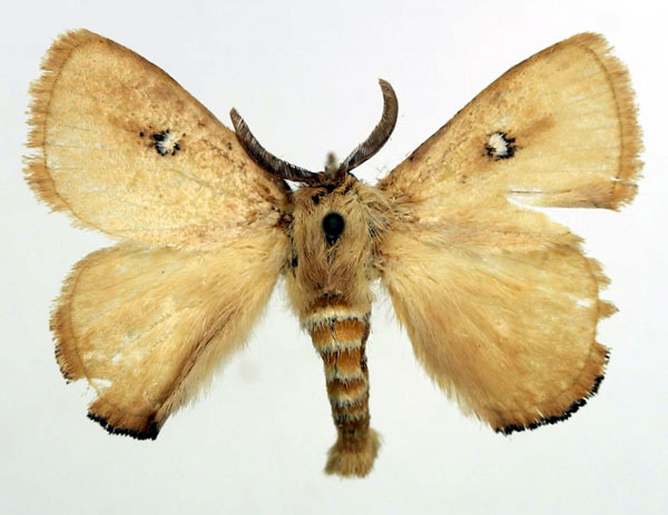 /filer/webapps/moths/media/images/C/clarissa_Hamartia_AM_Basquin_02.jpg