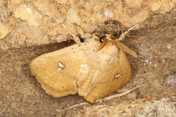 /filer/webapps/moths/media/images/C/clarissa_Hamartia_AM_Heyns_01.jpg