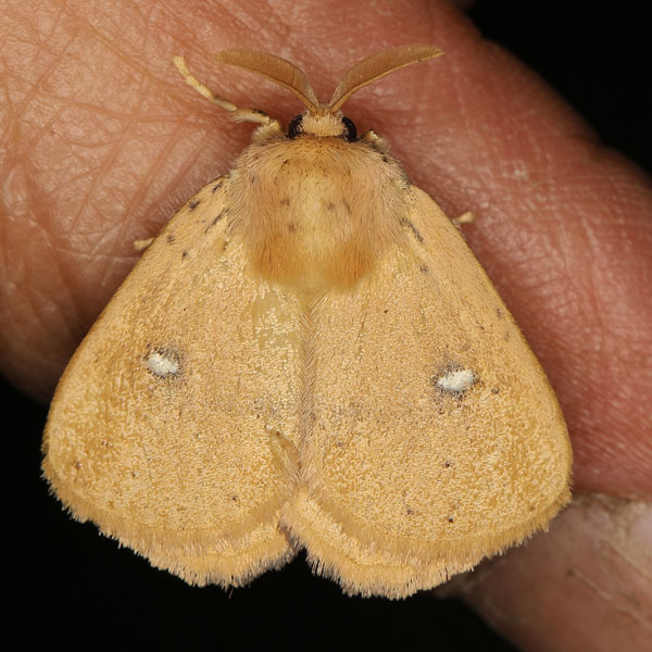 /filer/webapps/moths/media/images/C/clarissa_Hamartia_AM_Heyns_02.jpg