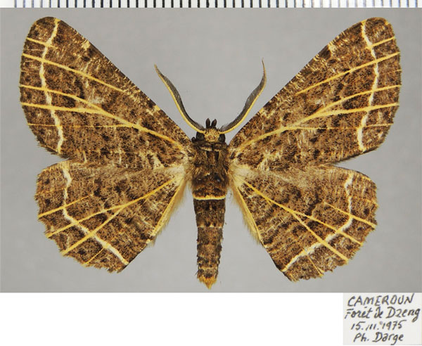 /filer/webapps/moths/media/images/C/clarivenata_Colocleora_AM_ZSMa.jpg