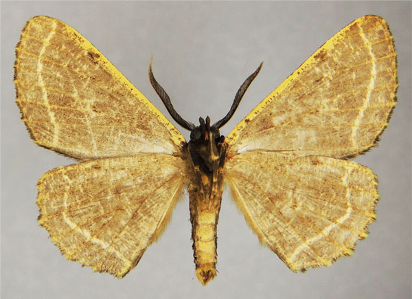 /filer/webapps/moths/media/images/C/clarivenata_Colocleora_AM_ZSMb.jpg
