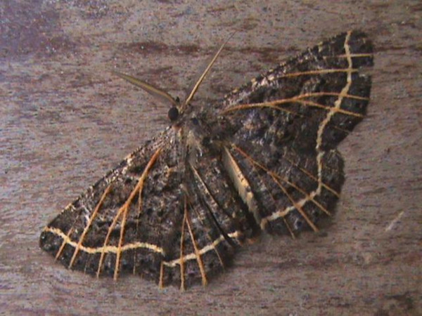 /filer/webapps/moths/media/images/C/clarivenata_Colocleora_A_Guyonnet_01.jpg
