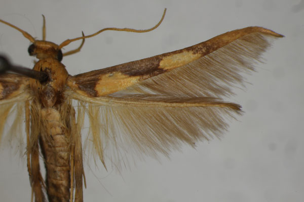 /filer/webapps/moths/media/images/C/clarkei_Stathmopoda_A_BMNH.jpg