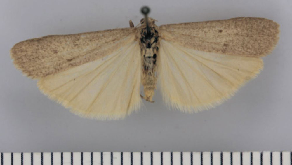 /filer/webapps/moths/media/images/C/clarki_Entephrilema_HT_TMSA.jpg