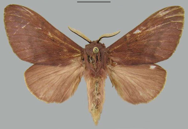 /filer/webapps/moths/media/images/C/clarki_Henometa_AF_MWM.jpg