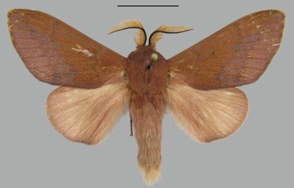/filer/webapps/moths/media/images/C/clarki_Henometa_AM_MWM.jpg