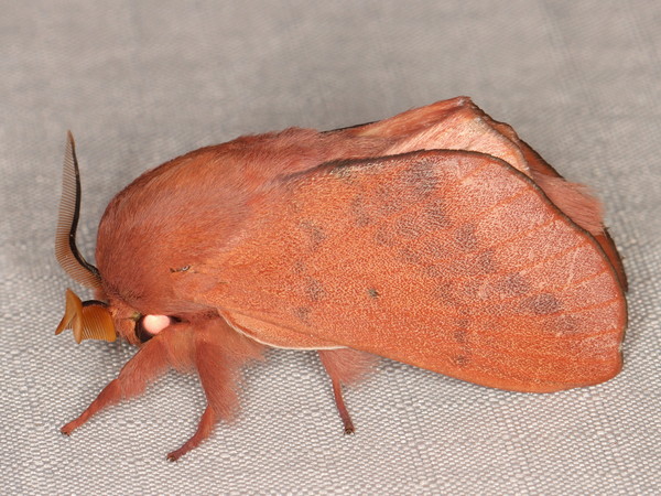 /filer/webapps/moths/media/images/C/clarki_Henometa_A_Heyns_01.jpg