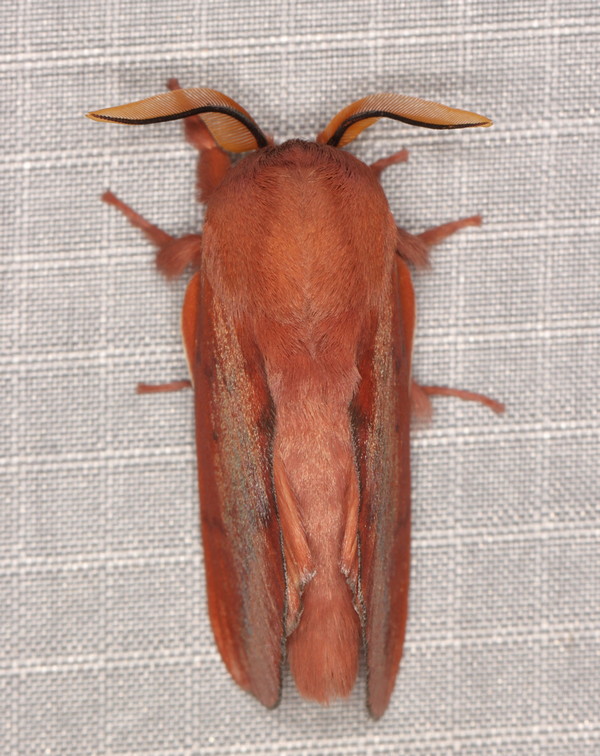 /filer/webapps/moths/media/images/C/clarki_Henometa_A_Heyns_02.jpg