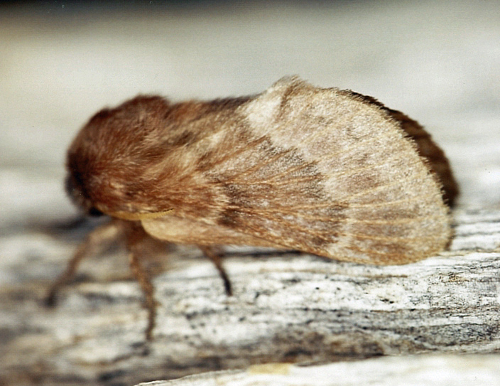 /filer/webapps/moths/media/images/C/clarki_Henometa_A_Roland_02.jpg