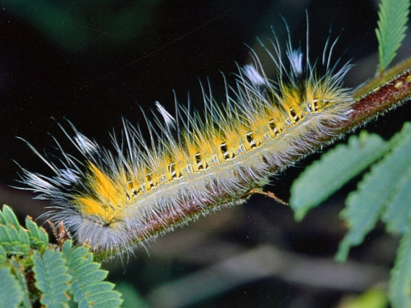 /filer/webapps/moths/media/images/C/clarki_Henometa_C_Roland.jpg
