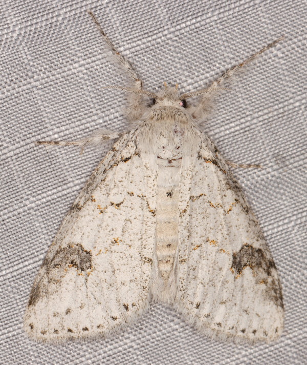 /filer/webapps/moths/media/images/C/clarki_Laelia_A_Heyns_01.jpg