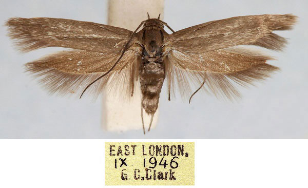 /filer/webapps/moths/media/images/C/clarki_Scythris_HT_TMSA_SVorTZ3.jpg