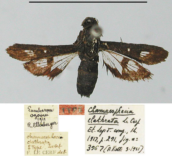 /filer/webapps/moths/media/images/C/clathrata_Chamaesphecia_HT_MNHN.jpg