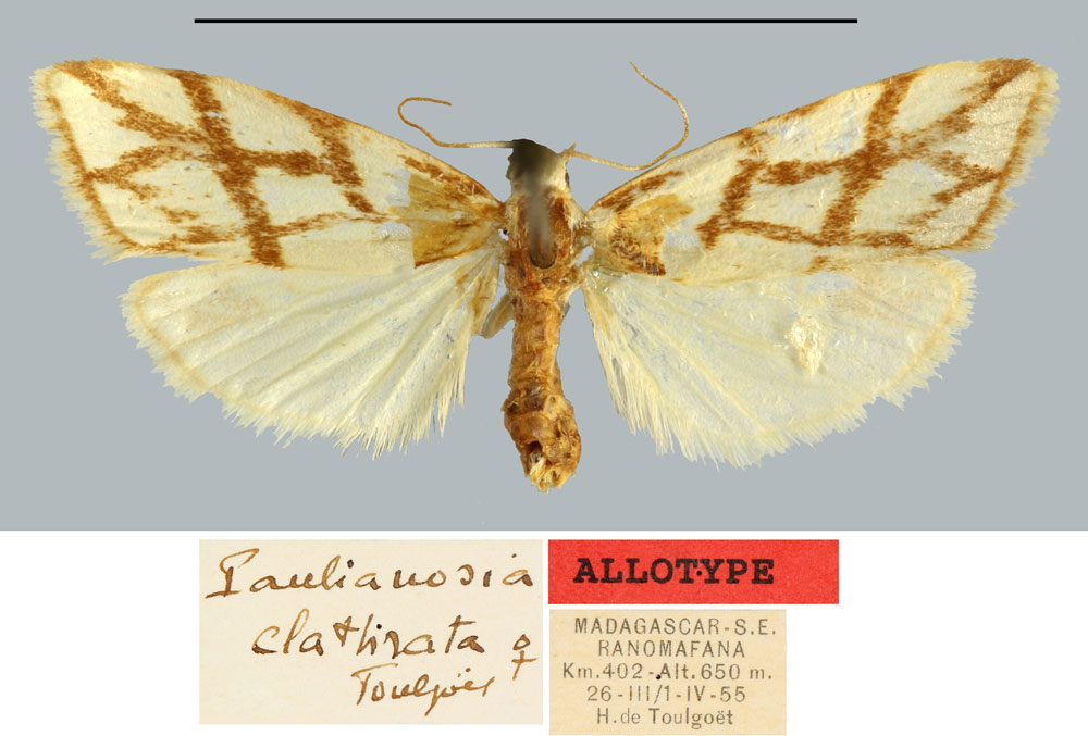 /filer/webapps/moths/media/images/C/clathrata_Paulianosia_AT_MNHN.jpg