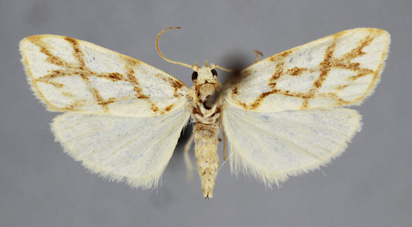 /filer/webapps/moths/media/images/C/clathrata_Paulianosia_PT_BMNH.jpg