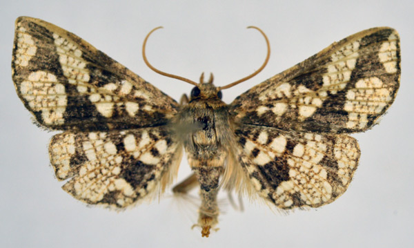 /filer/webapps/moths/media/images/C/clathrata_Striglina_AM_NHMO_02.jpg