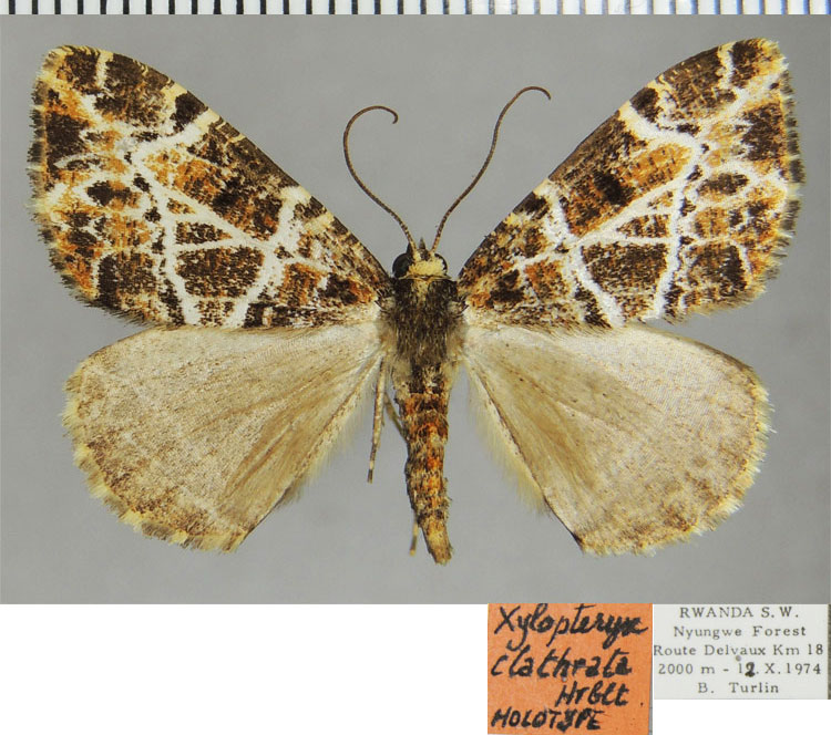 /filer/webapps/moths/media/images/C/clathrata_Xylopteryx_HT_ZSMa.jpg