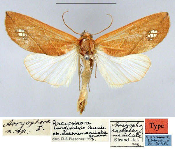 /filer/webapps/moths/media/images/C/clathrimaculata_Arcyophora_HT_ZMHB.jpg