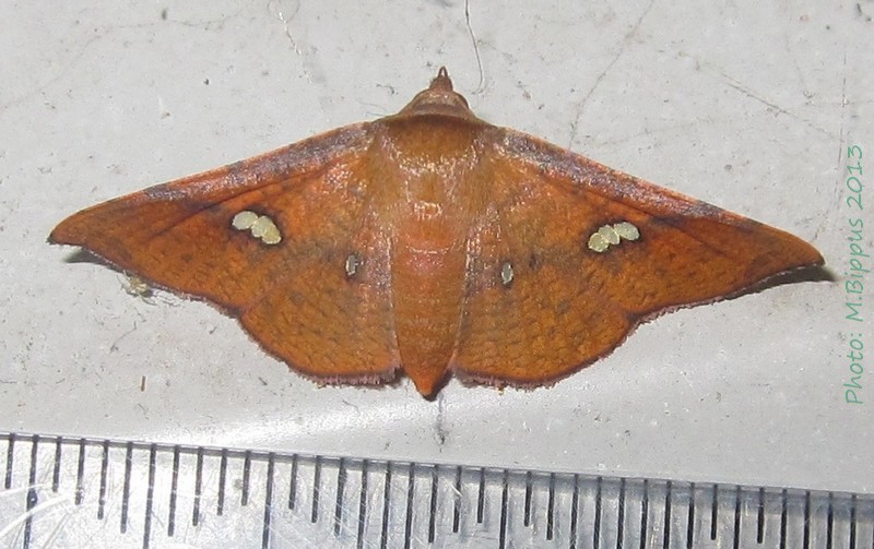 /filer/webapps/moths/media/images/C/clathrula_Banisia_A_ Bippus_01.jpg