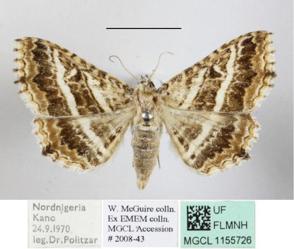 /filer/webapps/moths/media/images/C/clathrum_Homaea_A_MGCLa_01.JPG