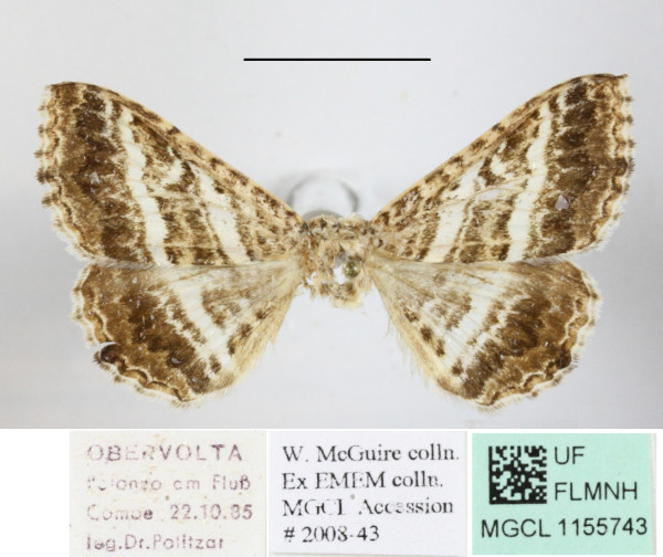 /filer/webapps/moths/media/images/C/clathrum_Homaea_A_MGCLa_02.JPG