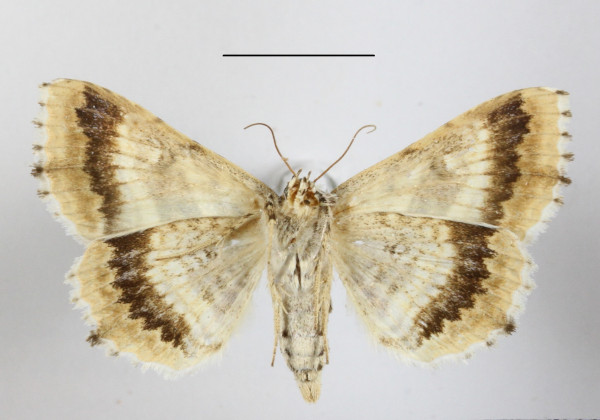 /filer/webapps/moths/media/images/C/clathrum_Homaea_A_MGCLb_01.JPG