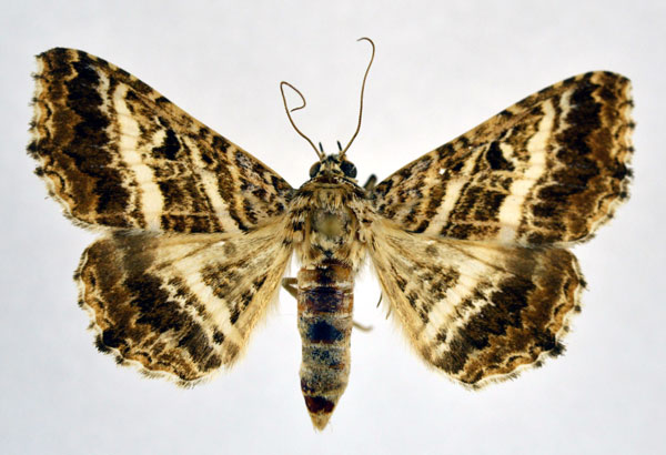 /filer/webapps/moths/media/images/C/clathrum_Rhabdophera_AF_NHMO_02.jpg