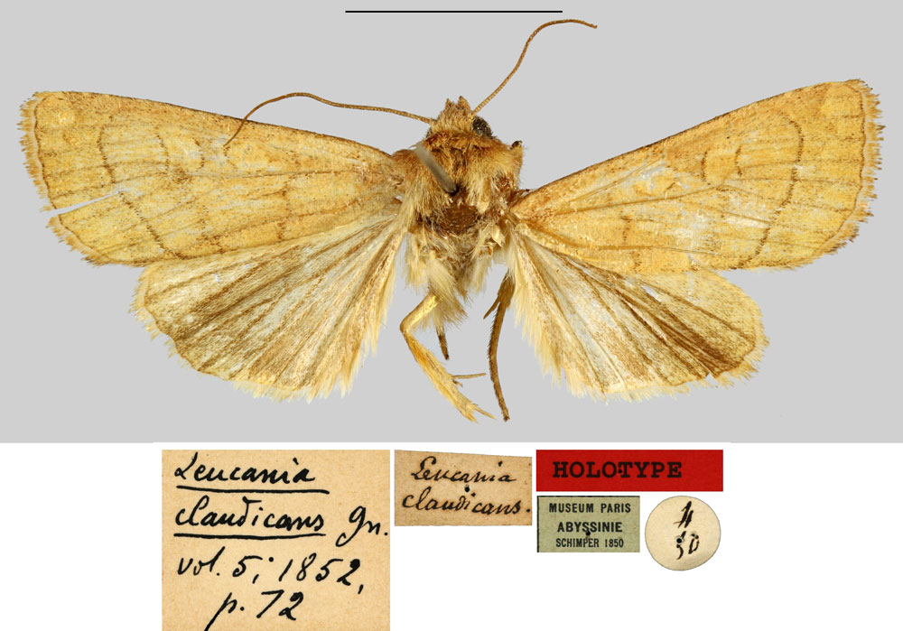 /filer/webapps/moths/media/images/C/claudicans_Leucania_HT_MNHN.jpg