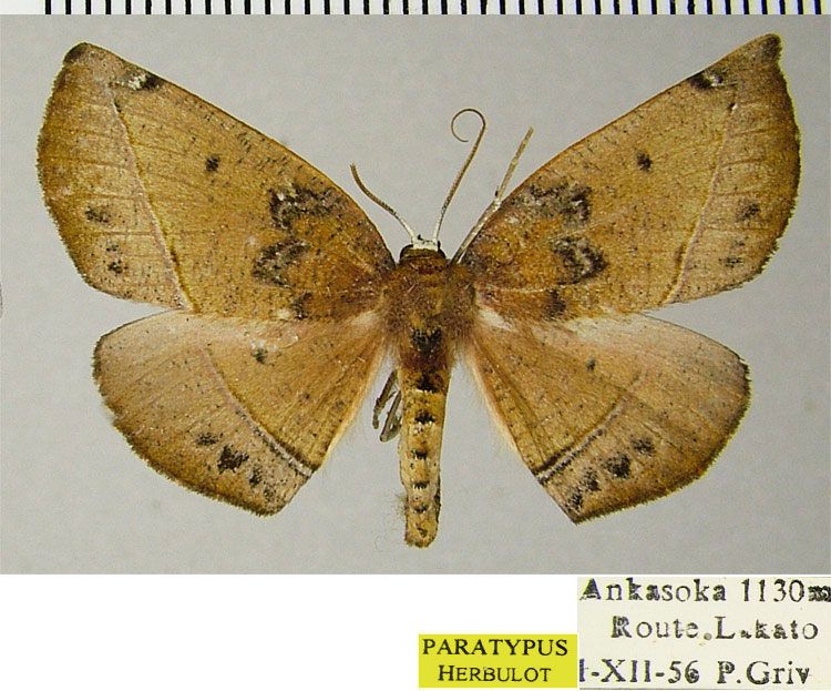 /filer/webapps/moths/media/images/C/clavata_Drepanogynis_PTF_ZSM.jpg