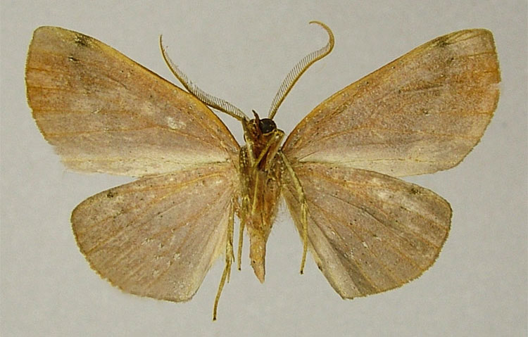 /filer/webapps/moths/media/images/C/clavata_Drepanogynis_PTM_ZSMb.jpg