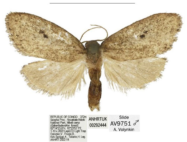 /filer/webapps/moths/media/images/C/clavata_Spatulosia_HT_ANHRT.jpg
