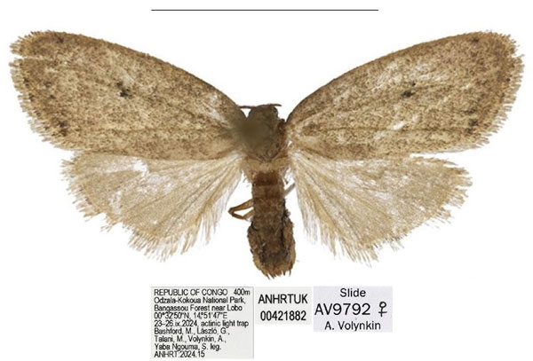 /filer/webapps/moths/media/images/C/clavata_Spatulosia_PTF_ANHRT.jpg