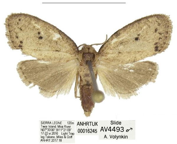 /filer/webapps/moths/media/images/C/clavata_Spatulosia_PTM_ANHRT.jpg