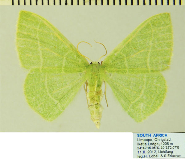 /filer/webapps/moths/media/images/C/clavicornis_Neromia_AF_ZSM.jpg
