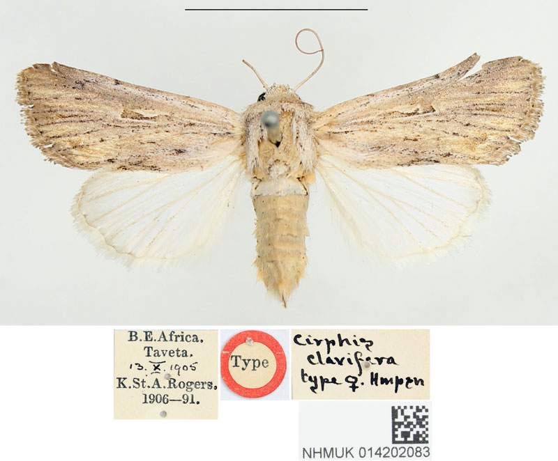 /filer/webapps/moths/media/images/C/clavifera_Cirphis_HT_BMNHa.jpg