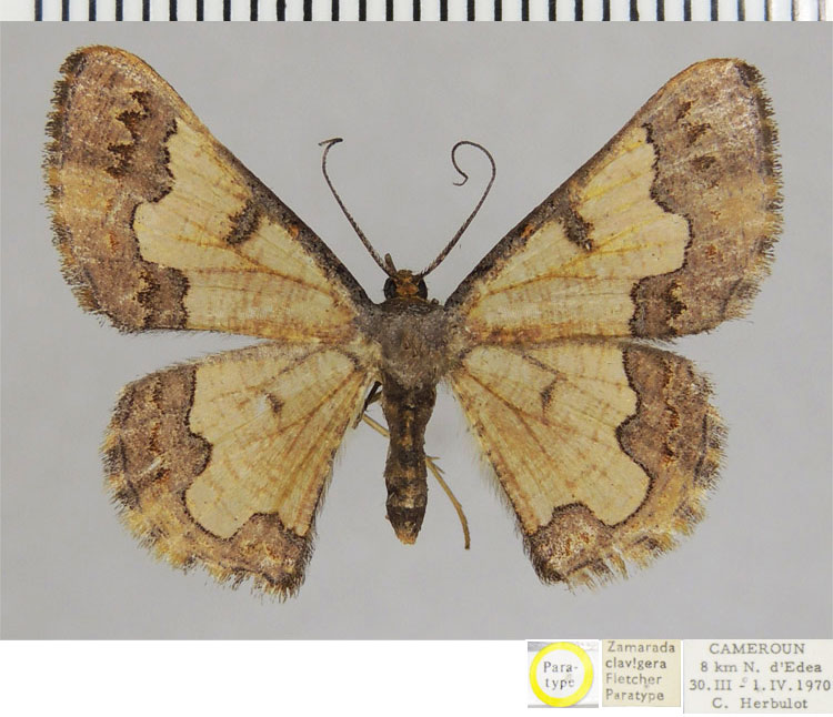 /filer/webapps/moths/media/images/C/clavigera_Zamarada_PTF_ZSM.jpg