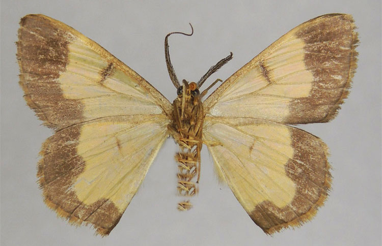 /filer/webapps/moths/media/images/C/clavigera_Zamarada_PTM_ZSMb.jpg