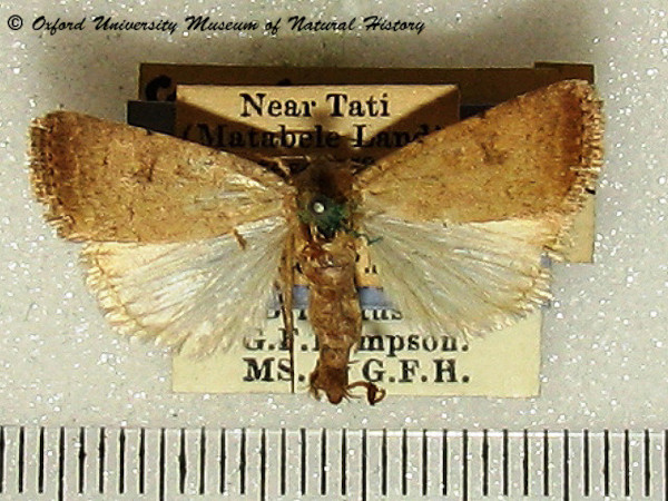 /filer/webapps/moths/media/images/C/clavipalpis_Caradrina_A_OUMNH_01.jpg